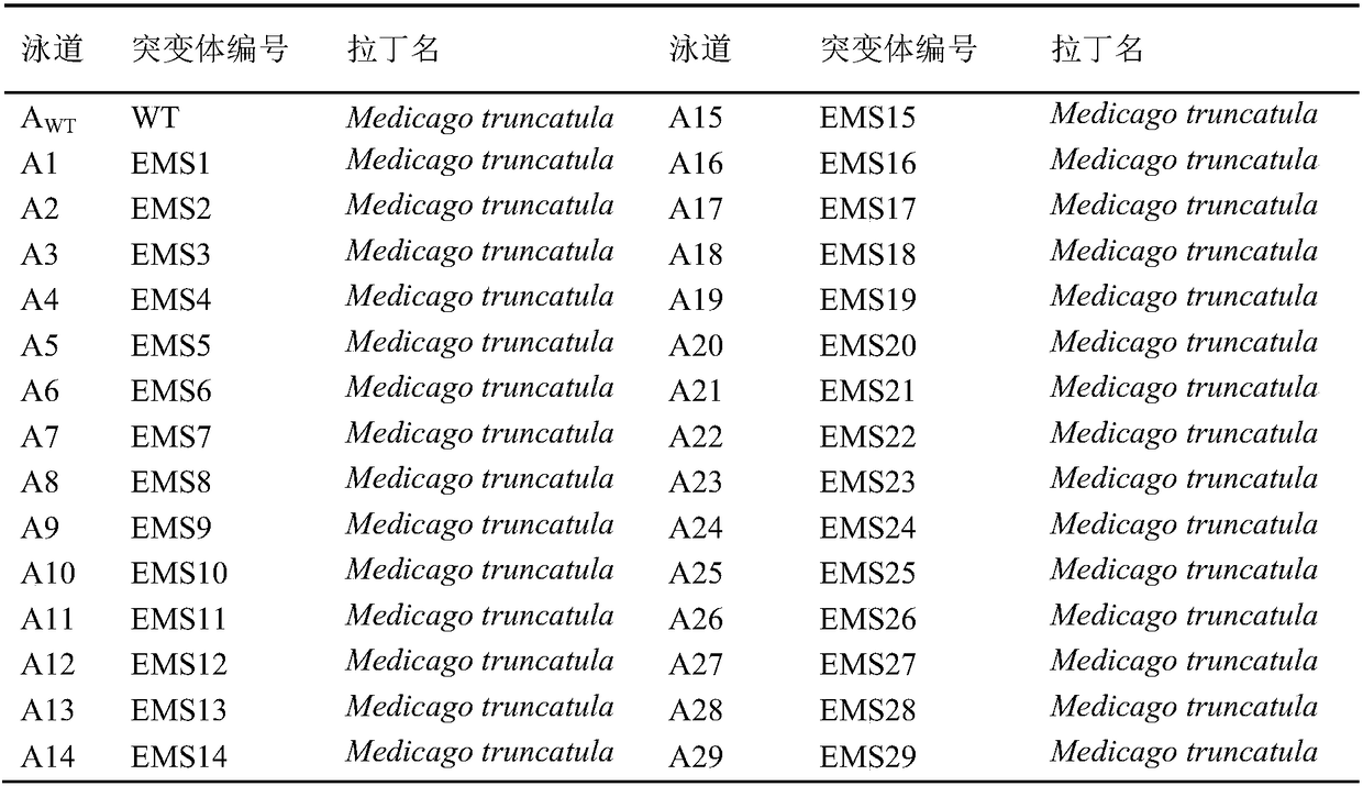 Primer pair, kit comprising same, application of primer pair and method for detecting medicago truncatula ecotypic A17 and R108