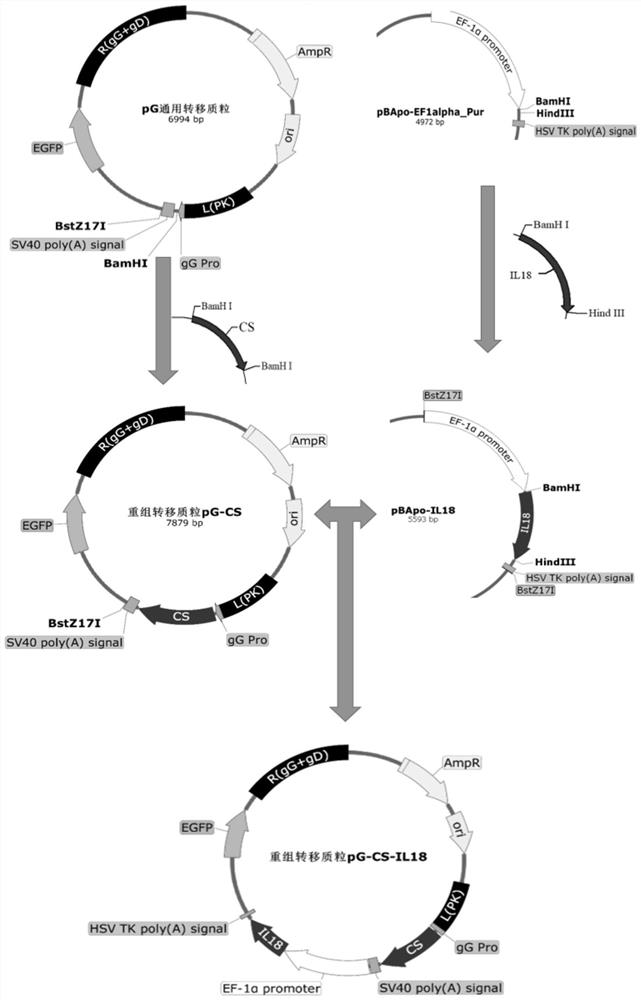 Recombinant porcine pseudorabies virus strain capable of simultaneously expressing PEDV variant S1 gene CS region and porcine IL-18 and application of recombinant porcine pseudorabies virus strain