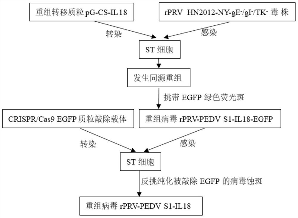 Recombinant porcine pseudorabies virus strain capable of simultaneously expressing PEDV variant S1 gene CS region and porcine IL-18 and application of recombinant porcine pseudorabies virus strain