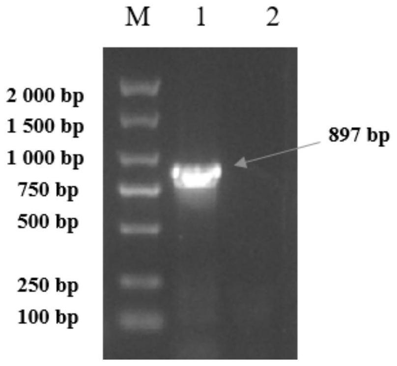 Recombinant porcine pseudorabies virus strain capable of simultaneously expressing PEDV variant S1 gene CS region and porcine IL-18 and application of recombinant porcine pseudorabies virus strain