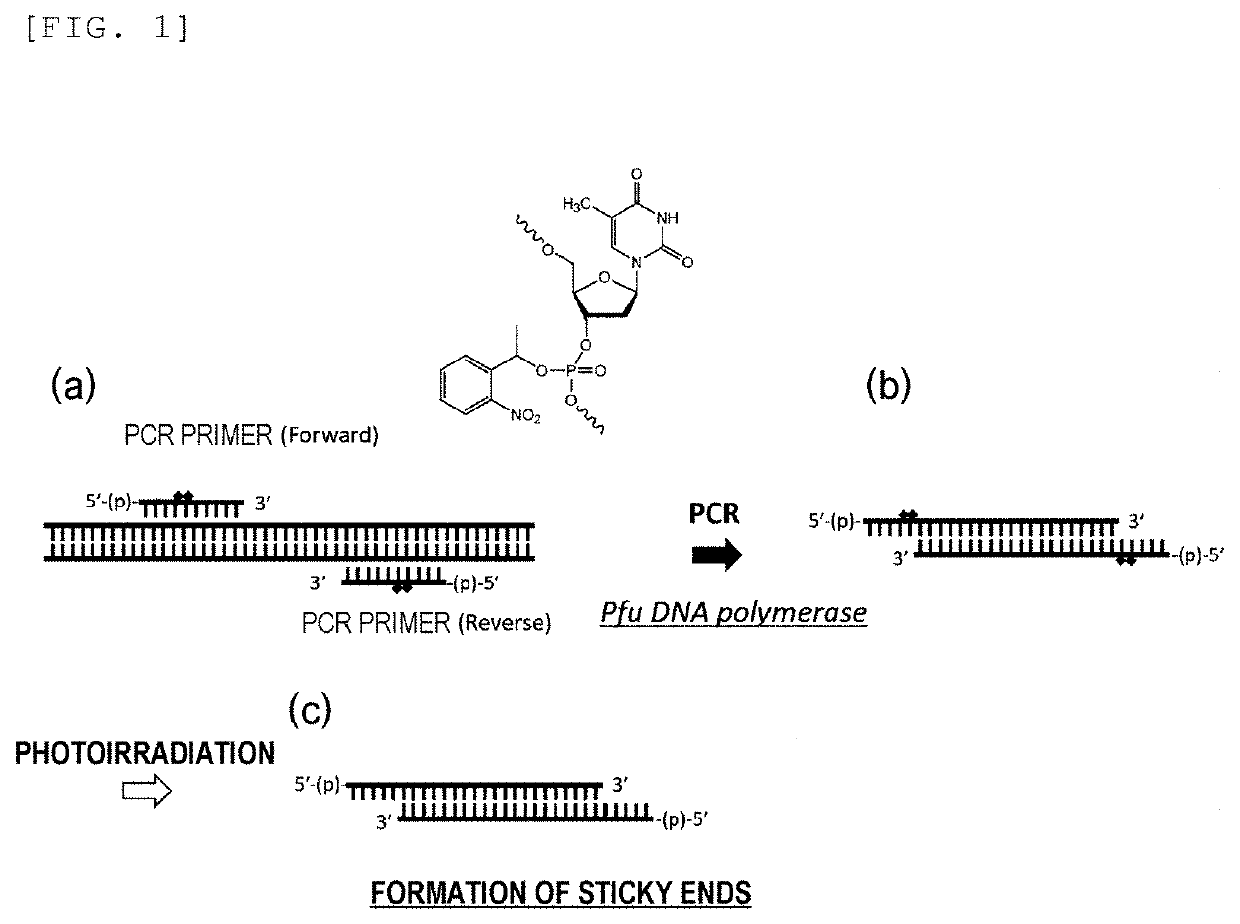 Primer, Device for Producing Double-Stranded DNA Using Primer, and Method for Producing Double-Stranded DNA Using Primer