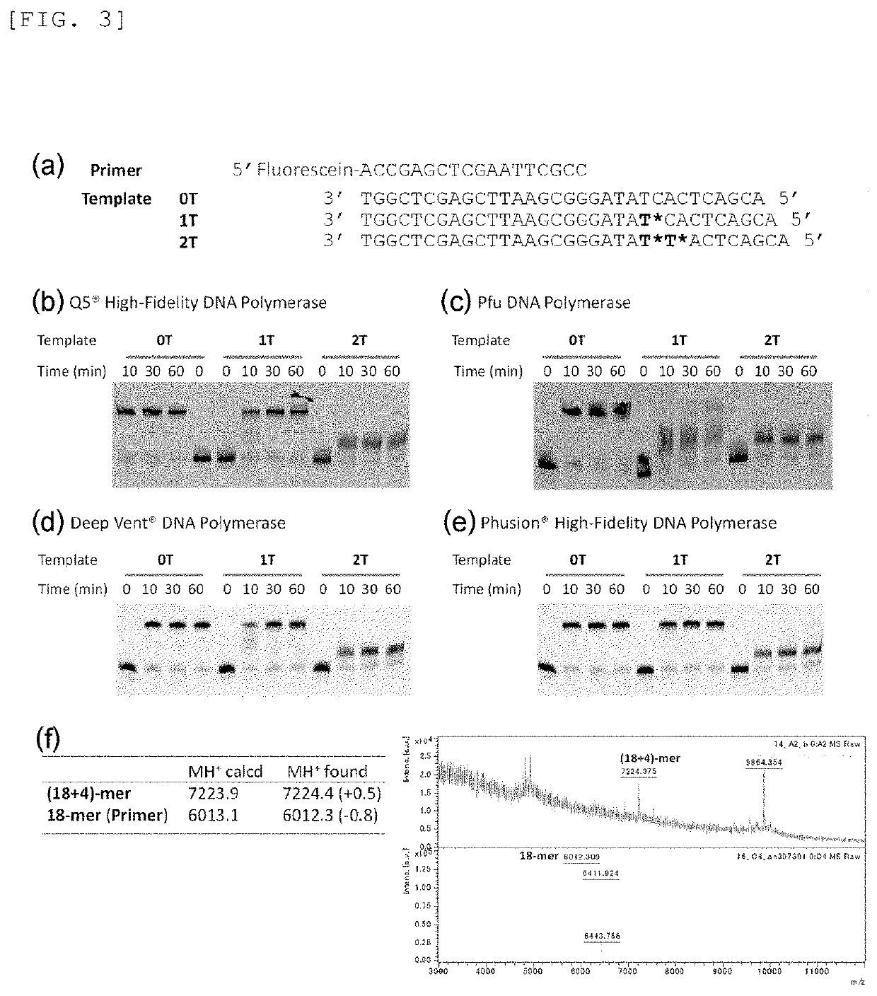 Primer, Device for Producing Double-Stranded DNA Using Primer, and Method for Producing Double-Stranded DNA Using Primer