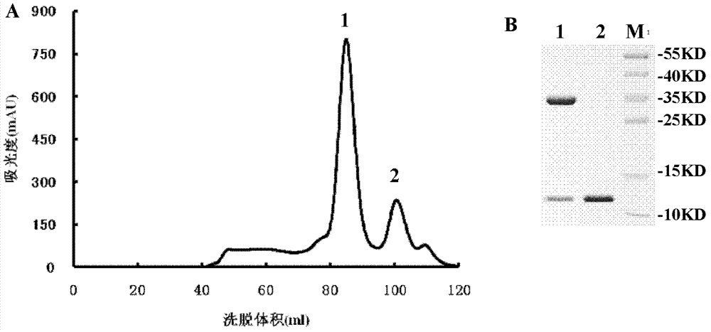 CTL epitope polypeptide of porcine reproductive and respiratory syndrome virus (PRRSV) and application thereof