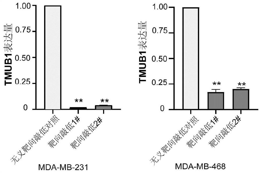 Application of TMUB1 protein in preparation of tumor immunosuppressive molecular detection agent