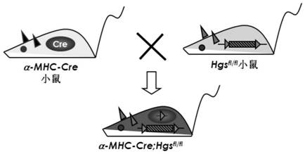 Application of doxycycline in the preparation of medicines for treating and/or preventing and/or alleviating and/or improving cardiomyopathy