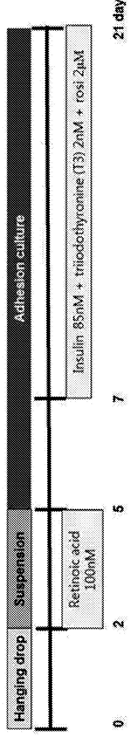 Method for controlling differentiation of embryonic stem cells into adipocytes or kidney precursor cells by regulating sirt1 expression