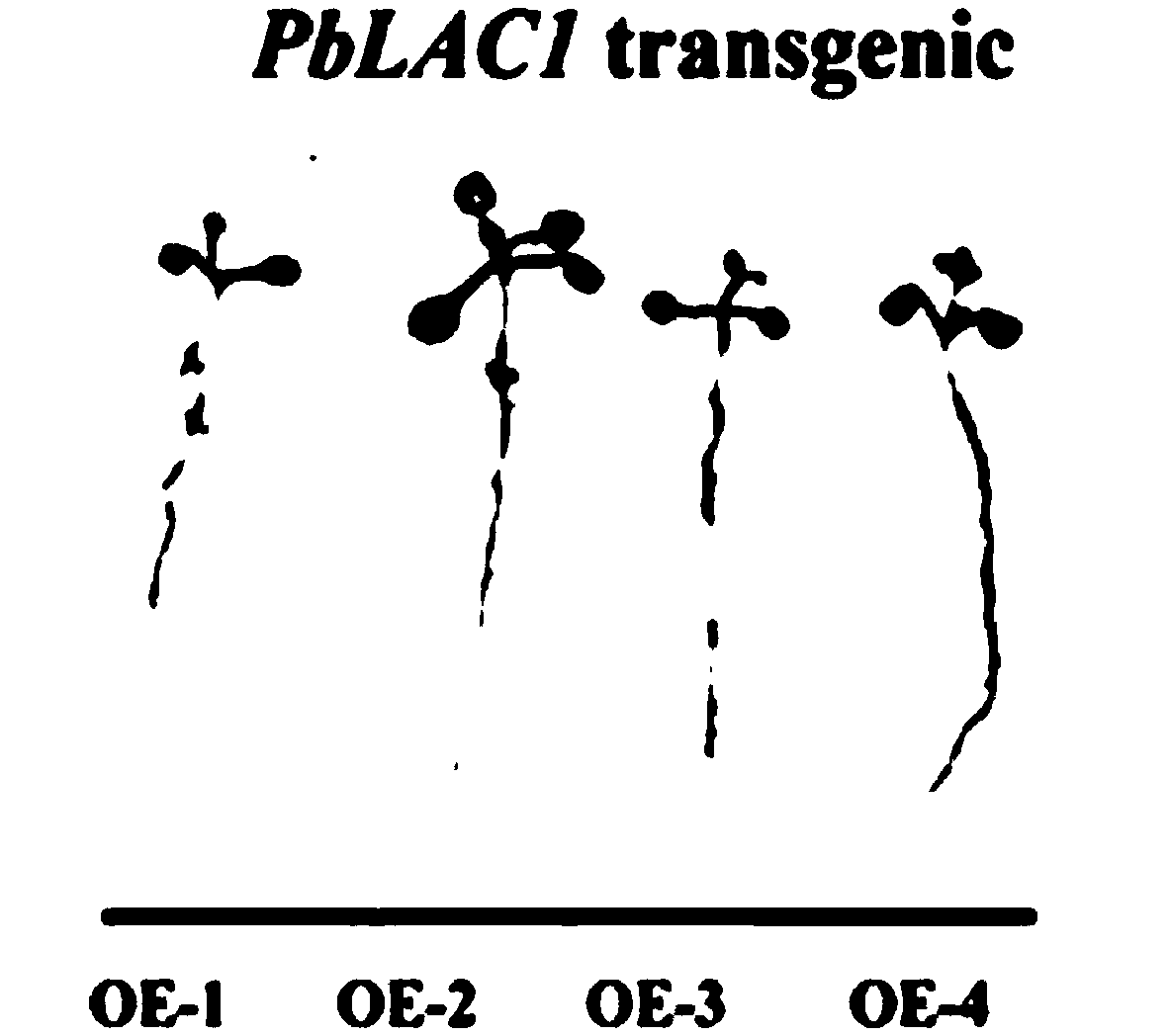 Pear laccase gene PbLAC1 and vector, host cell and application thereof
