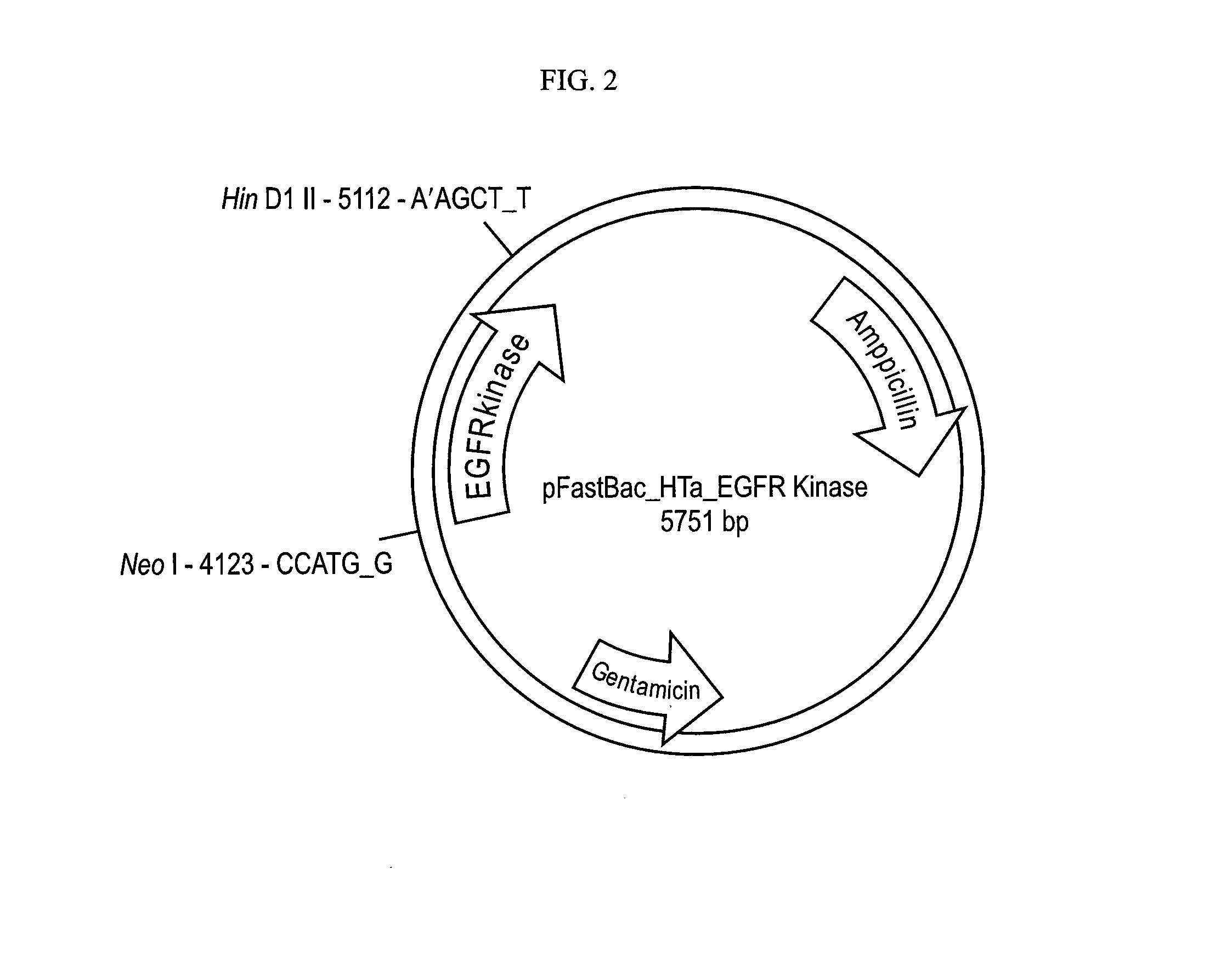 Inhibitors of the EGFR kinase targeting the asymmetric activating dimer interface