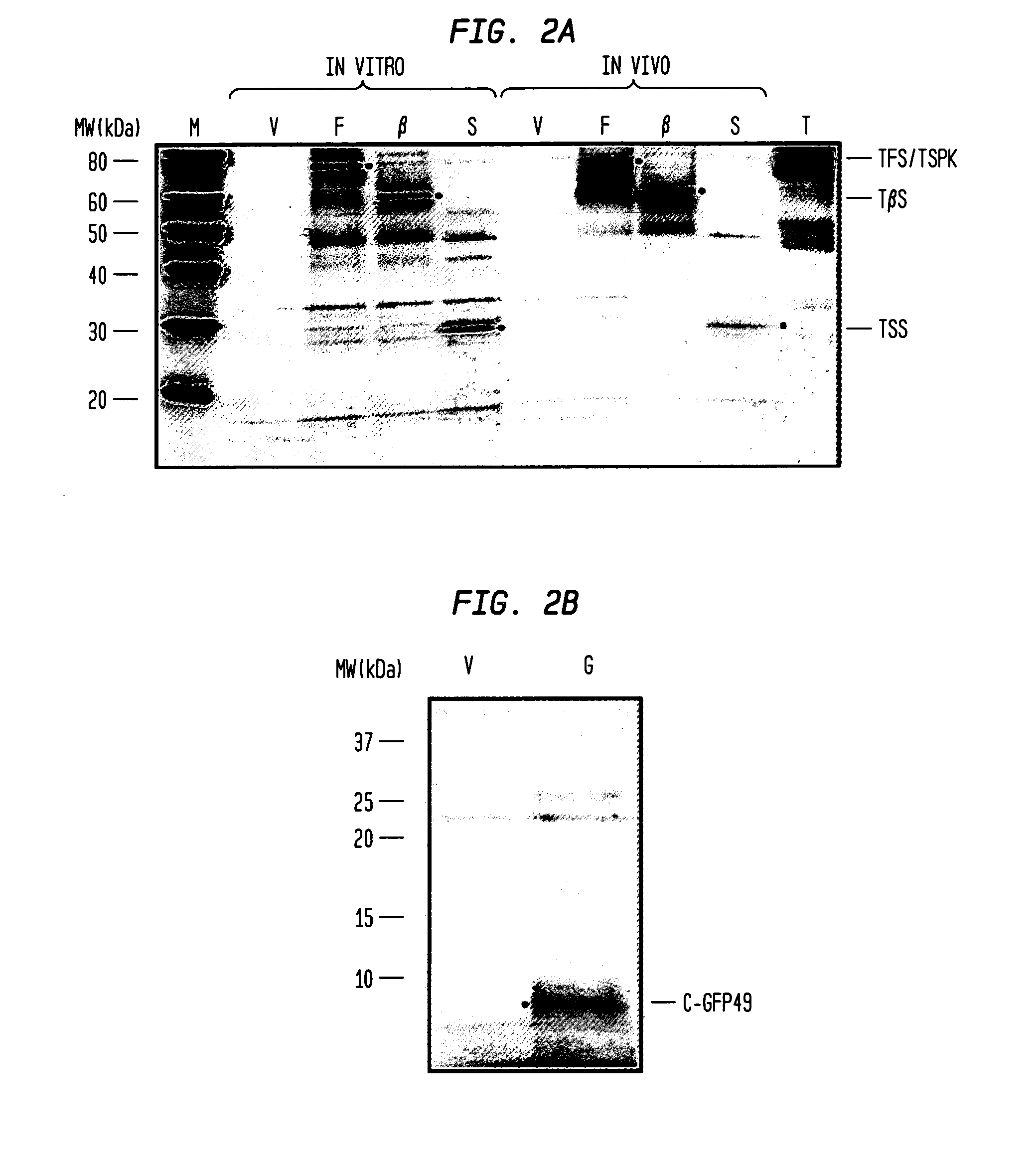 Molecular constructs and uses thereof in ribosomal translational events