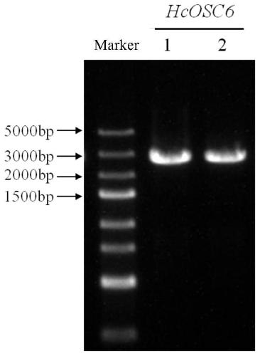 Hemsleya amabilis triterpene synthetase HcOSC6 gene and engineering bacteria thereof as well as application to preparation of gourd dienol