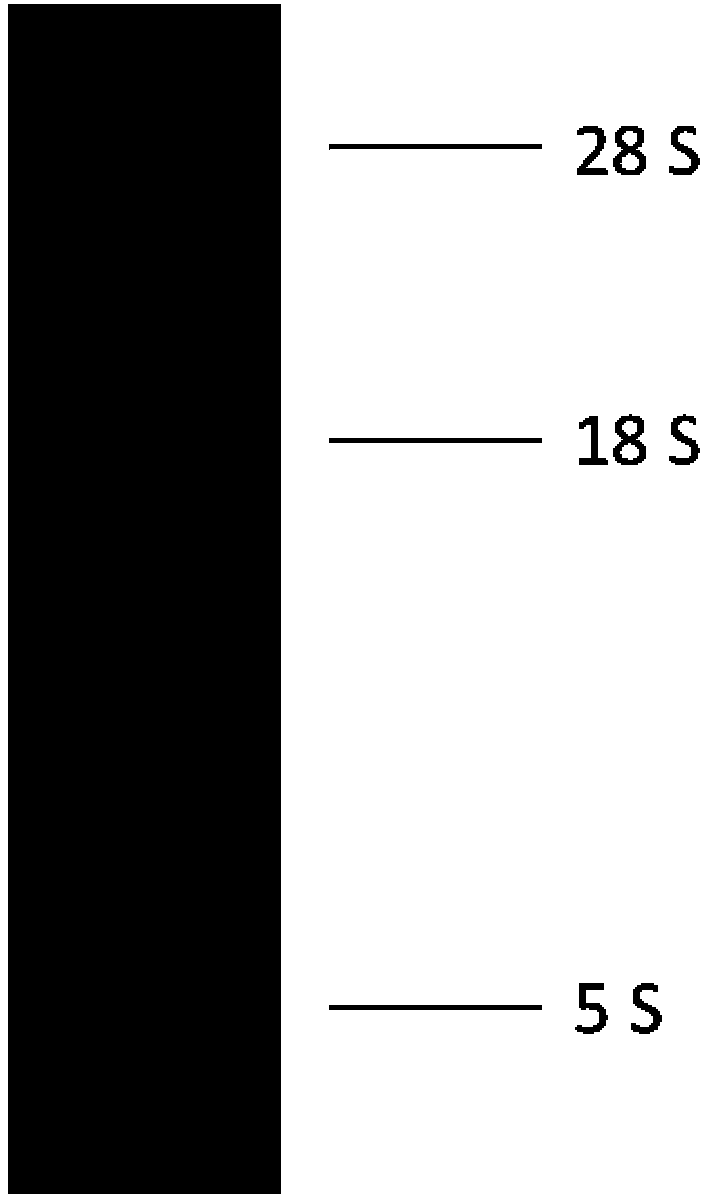 Method for transforming plant protoplast by RNA (Ribonucleic Acid) virus