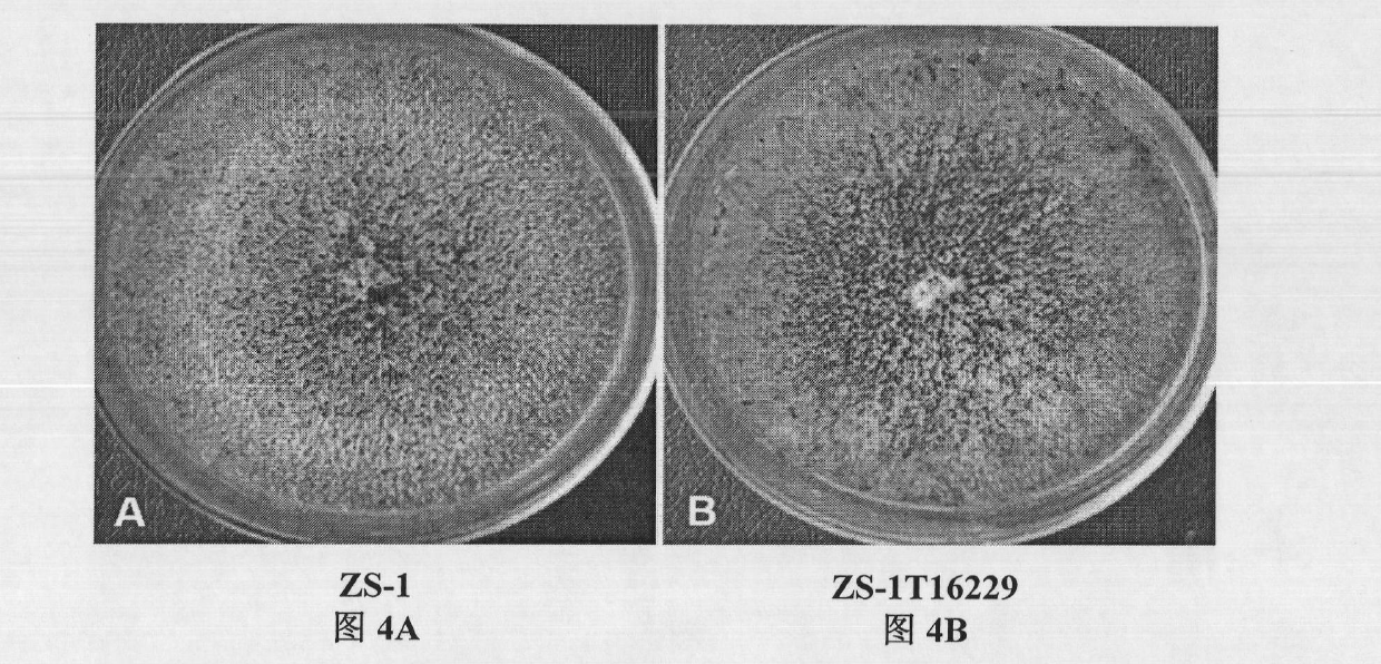 Biocontrol fungus coniothyrium minitans sporulation-related gene CmPex2 and application thereof