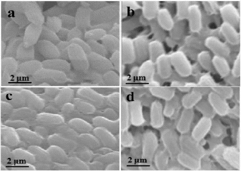 Pseudomonas aeruginosa being tolerant to zinc ion toxicity and application thereof