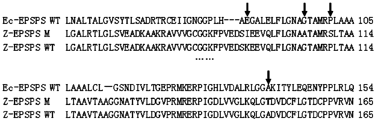 A kind of plant epsps mutant containing a138t ​​mutation and its coding gene and application