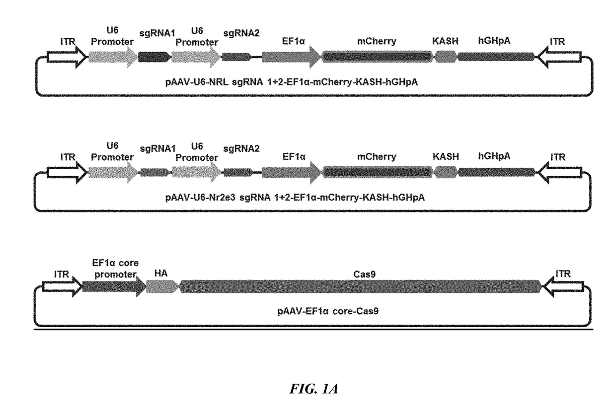 Methods and compositions for cellular reprogramming