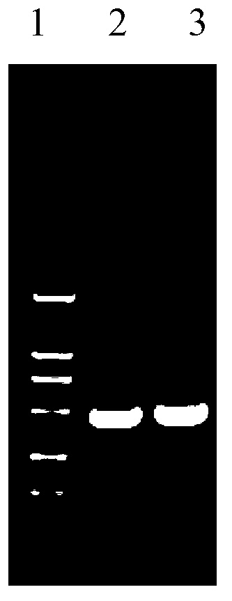 Luciferase labeling system of ectromelia virus and application of luciferase labeling system