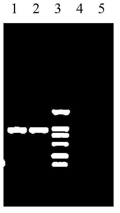 Luciferase labeling system of ectromelia virus and application of luciferase labeling system