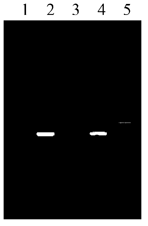 Luciferase labeling system of ectromelia virus and application of luciferase labeling system