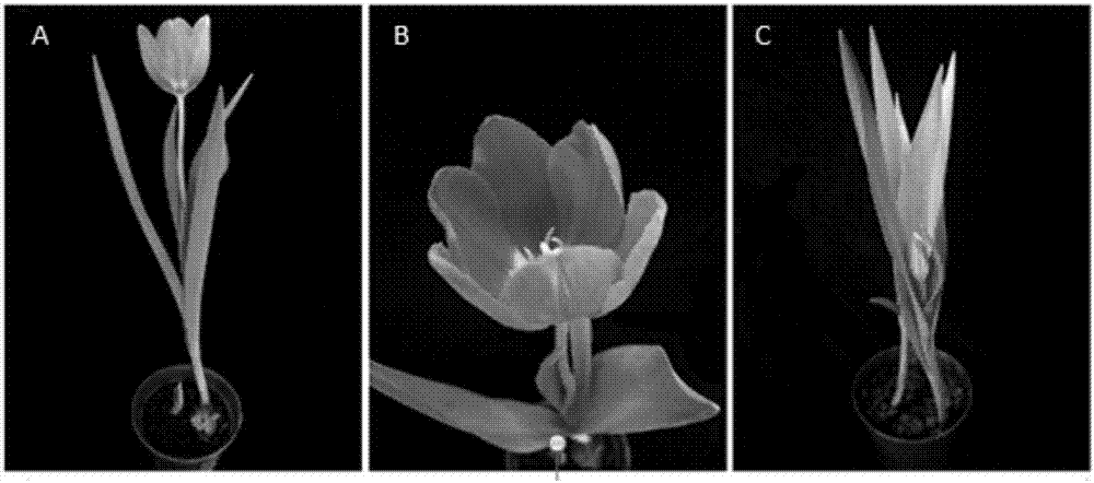 Tulip species Shangnongzaoxia flowering regulation technology and application thereof in combined pot