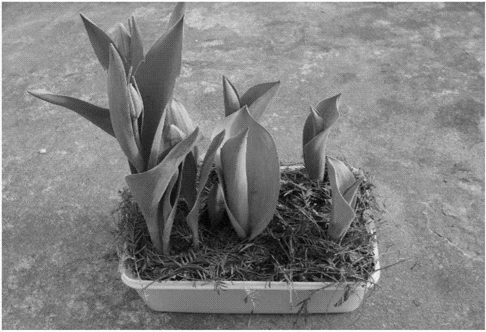 Tulip species Shangnongzaoxia flowering regulation technology and application thereof in combined pot