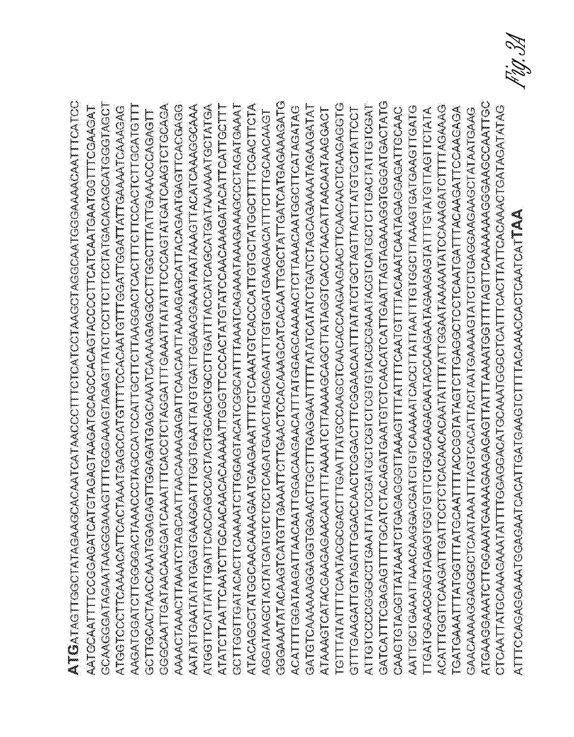 Enzymes that synthesize zingiberene