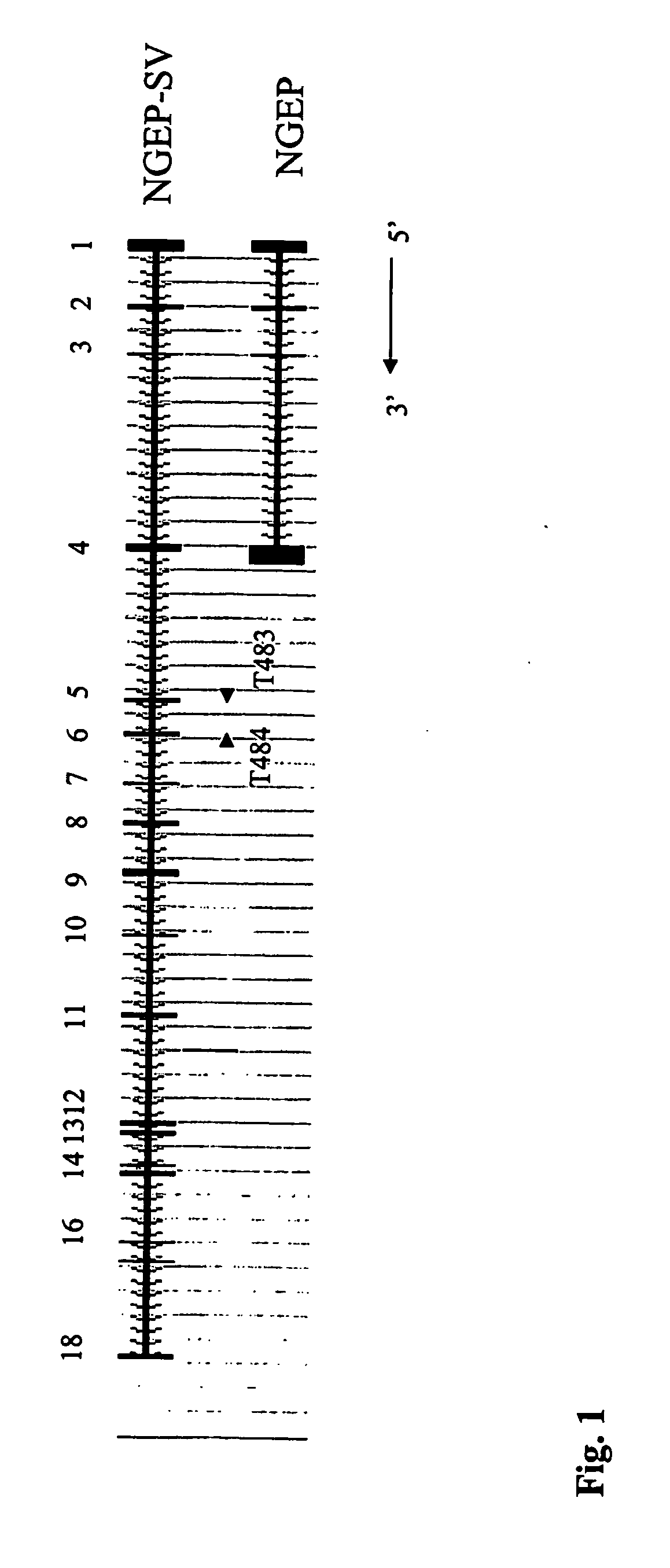 Gene expressed in prostate cancer, methods and use thereof