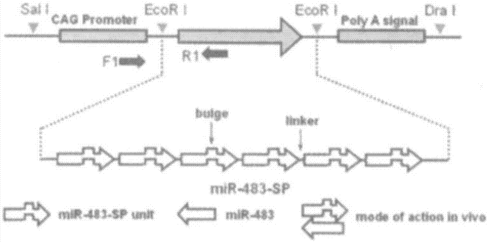 Method of establishing hepatic fibrosis animal fertilized eggs based on micro RNA interference