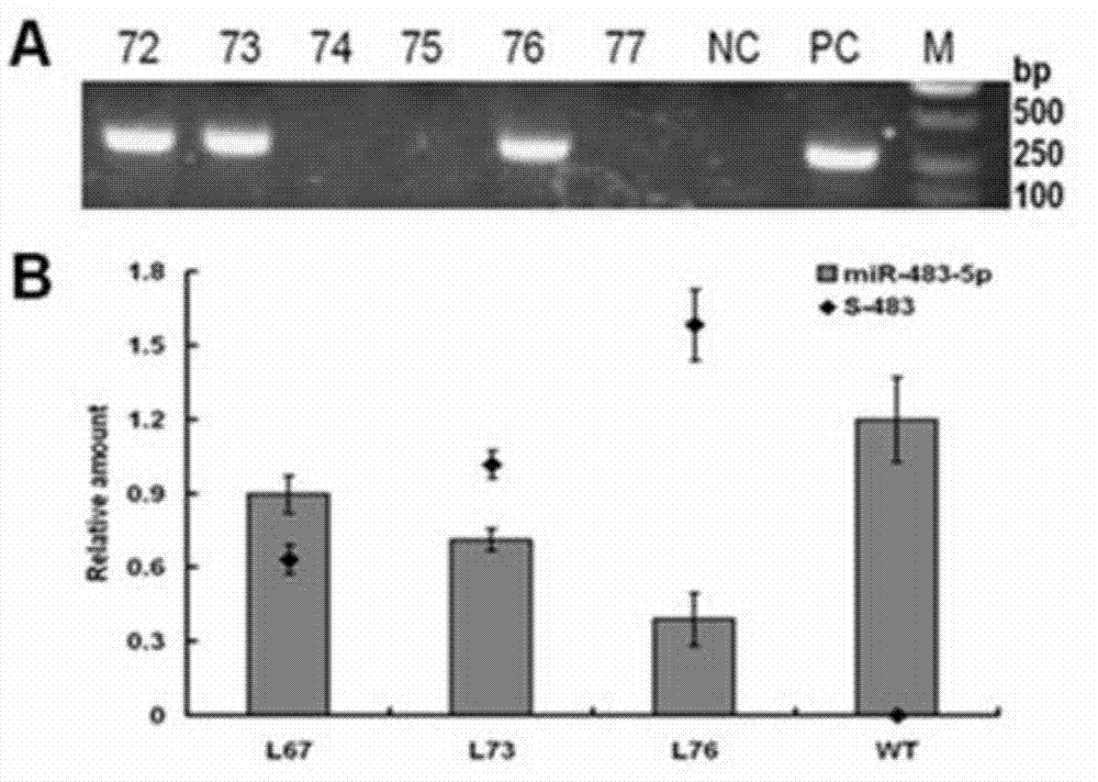 Method of establishing hepatic fibrosis animal fertilized eggs based on micro RNA interference