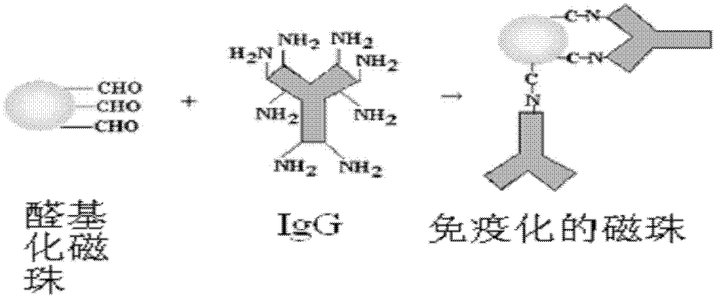 Method for rapidly detecting and screening staphylococcus aureus