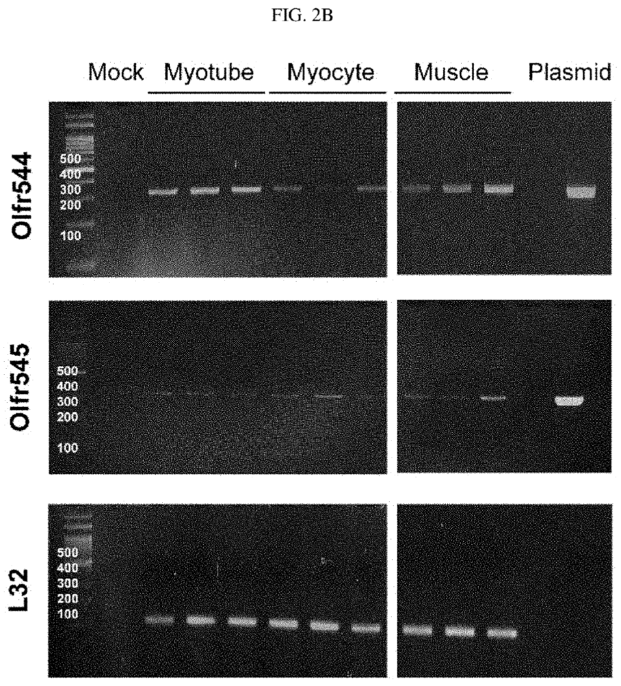 Composition for promoting skeletal muscle activity via induction of mitochondrial biogenesis comprising of azelaic acid as an active ingredient