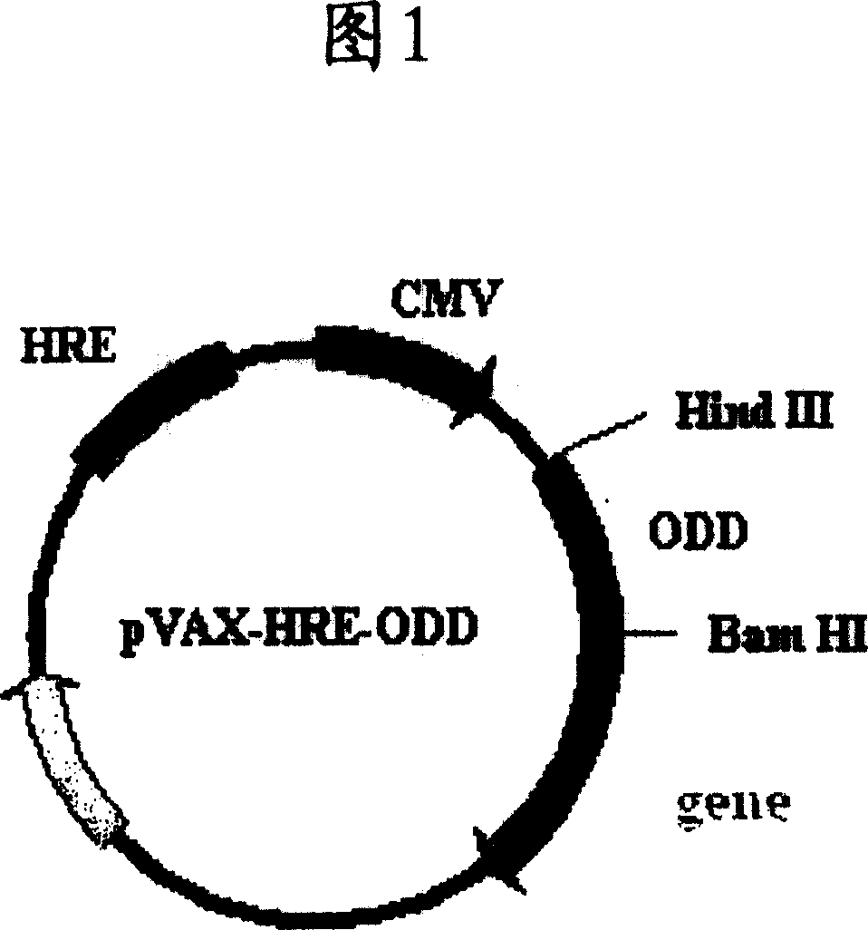 Strict hypoxia targeting carrier and uses thereof