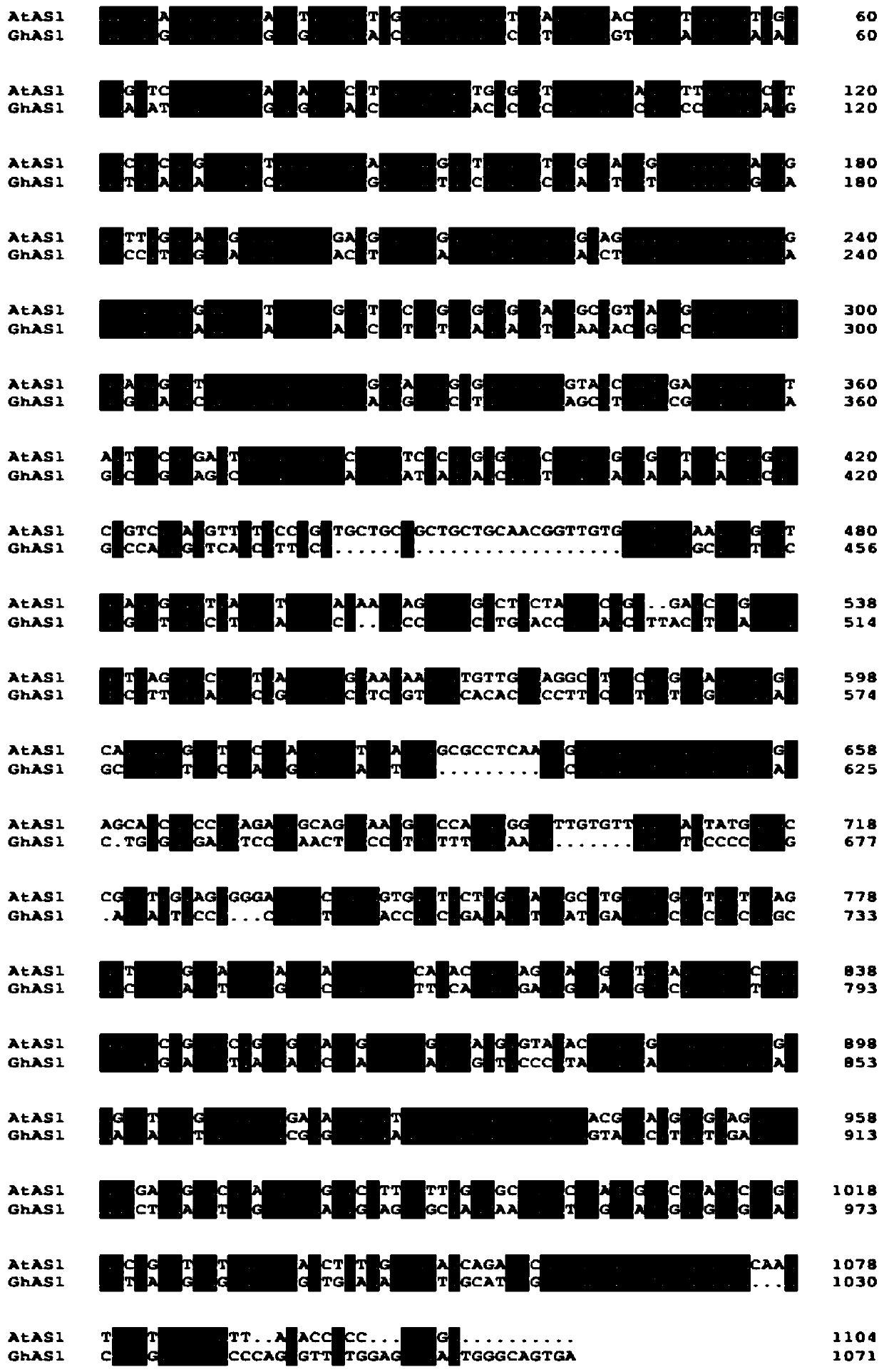 Cotton ghas1 gene, ghas1 protein, recombinant vector, recombinant bacteria and application thereof