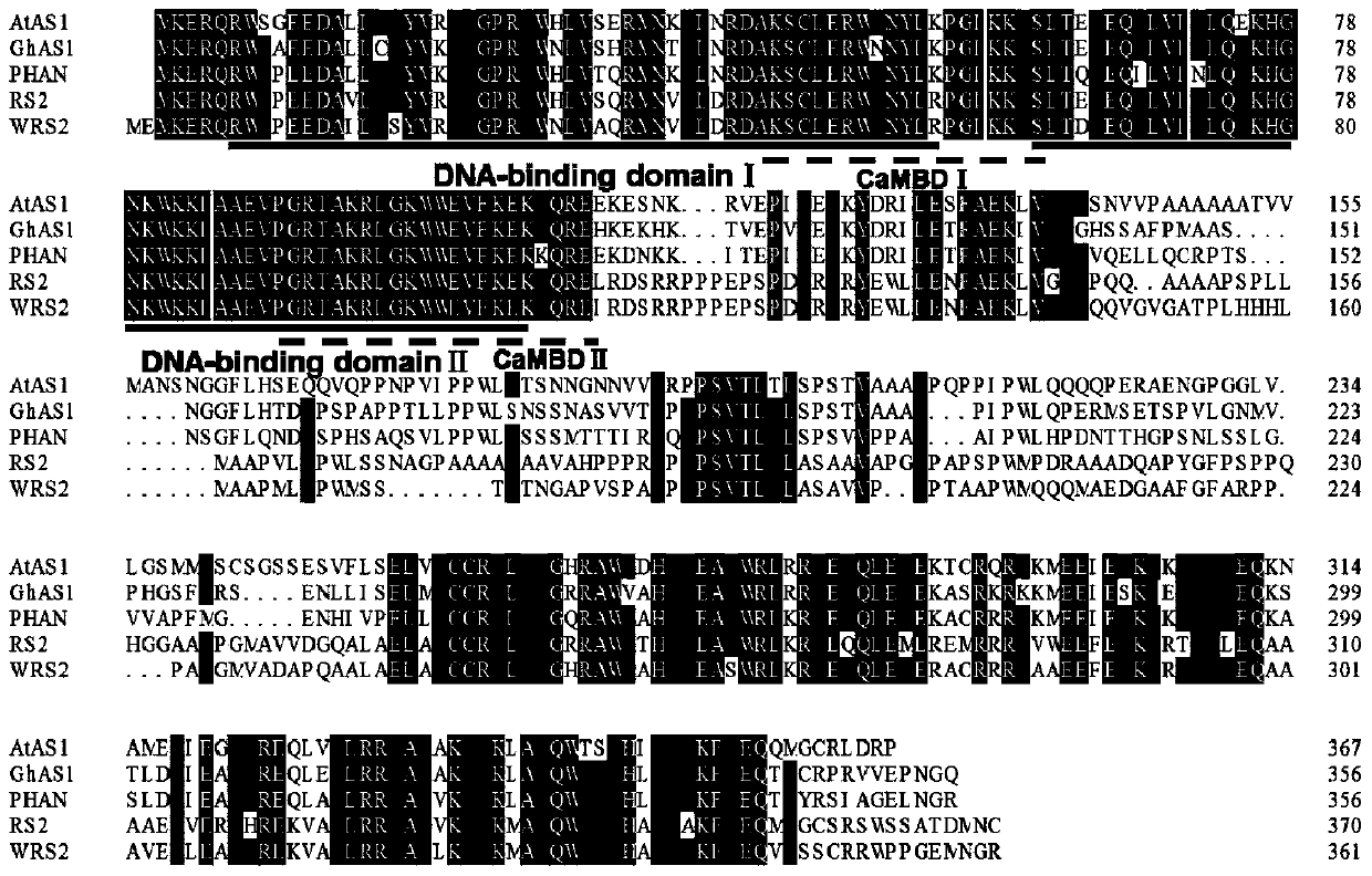 Cotton ghas1 gene, ghas1 protein, recombinant vector, recombinant bacteria and application thereof