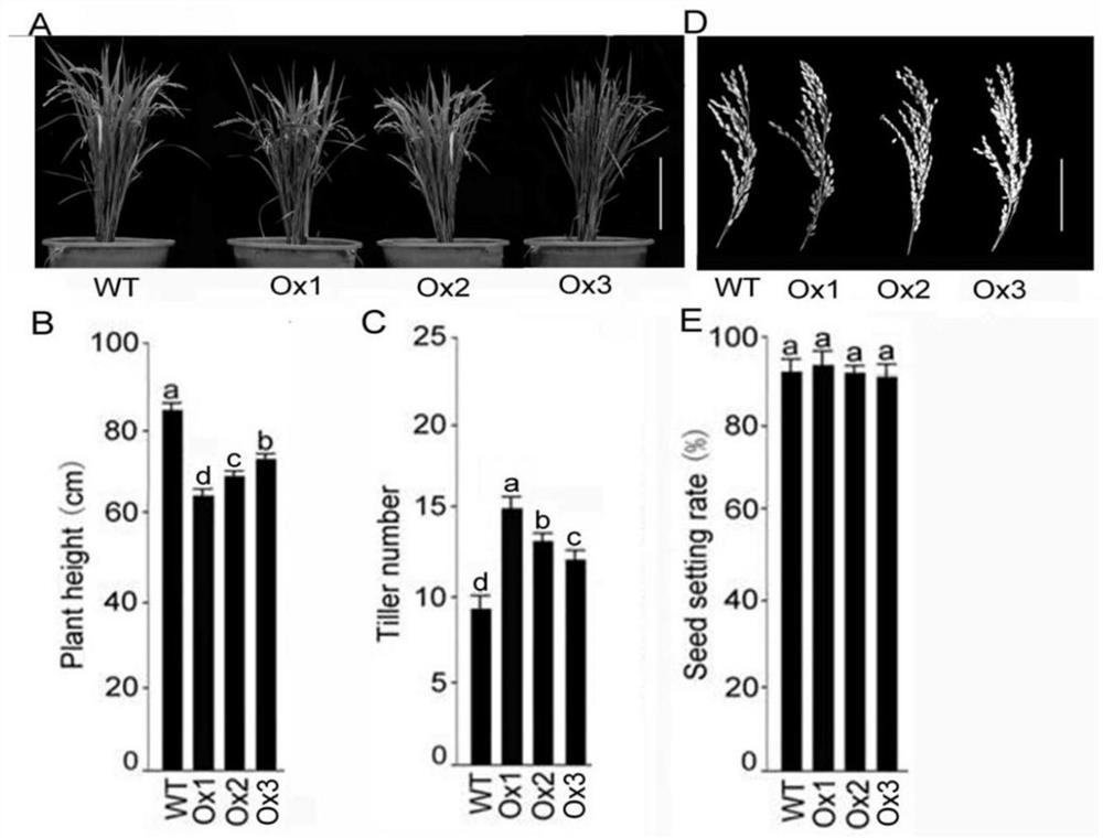 Genetic Engineering Application of Rice Gene orysa;sqd1