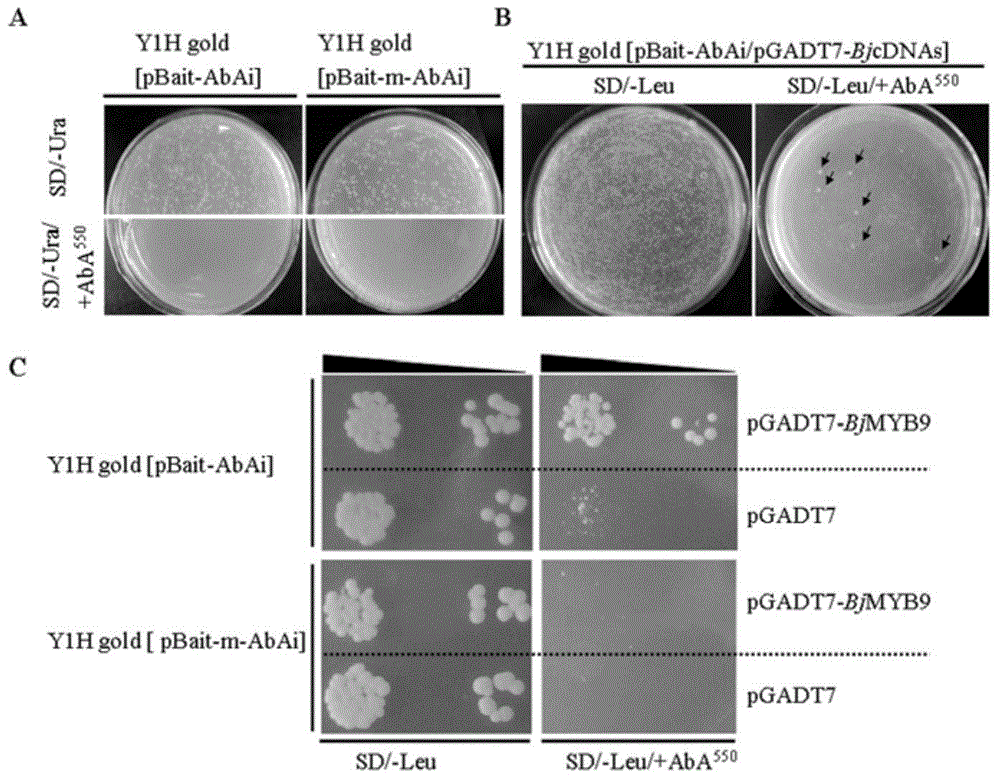 Plant disease-resistant protein BjMYB9 as well as encoding gene and application thereof