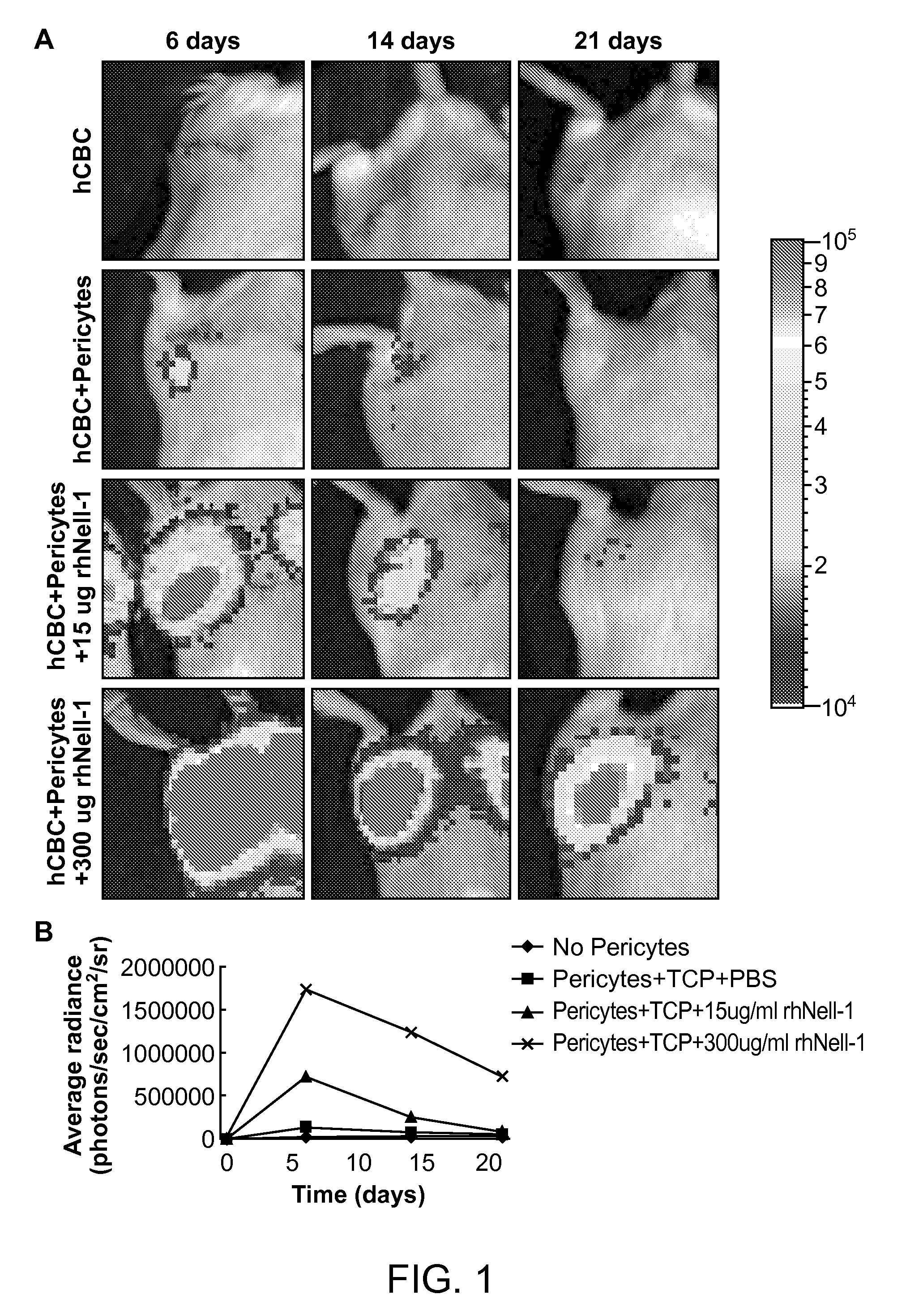 Cardiac Compositions