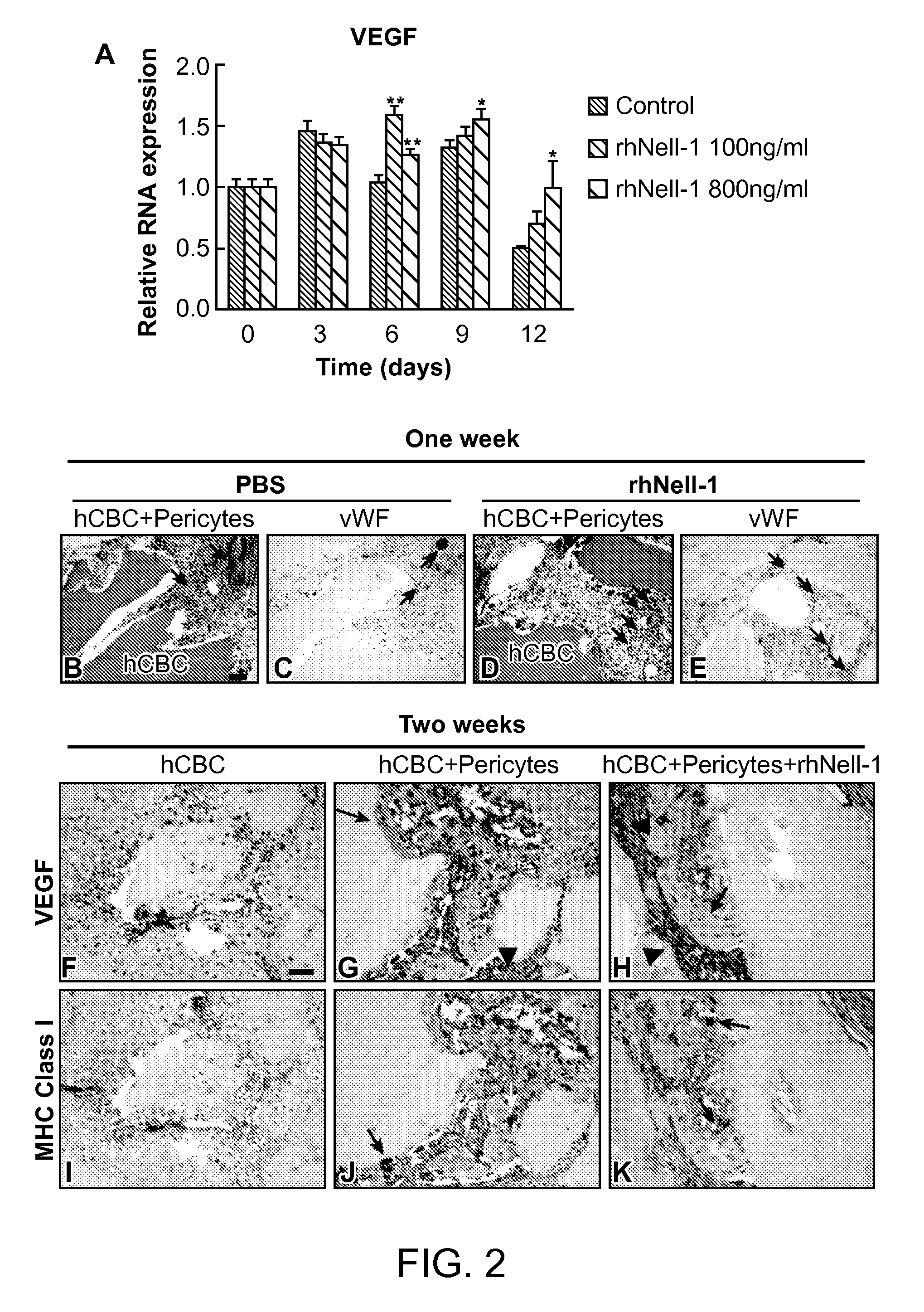 Cardiac Compositions