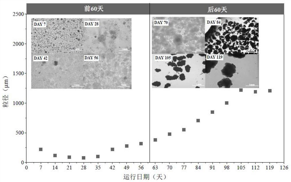 A method for cultivating and treating halophilic granular sludge from high-salt wastewater