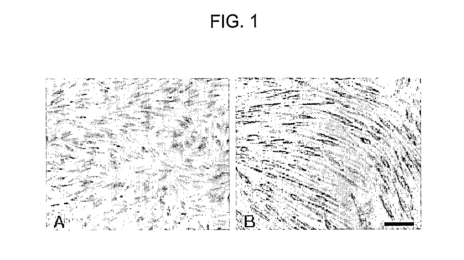 Method for isolating and culturing multipotent progenitor/stem cells from umbilical cord blood and method for inducing differentiation thereof