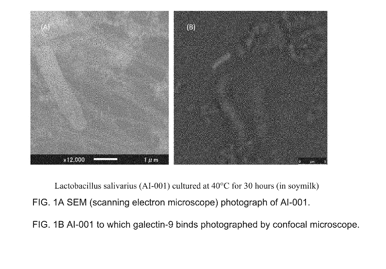 Method for producing lactic acid bacteria controlling m cells