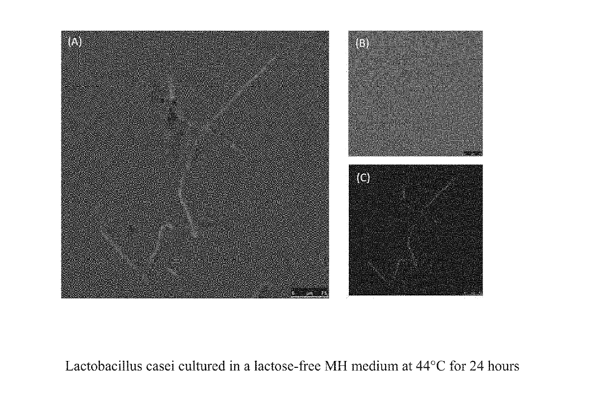 Method for producing lactic acid bacteria controlling m cells