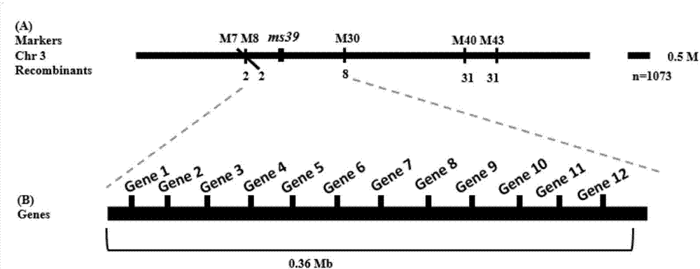 Molecular marker of male nucleus-sterile gene ms39 in maize and application thereof