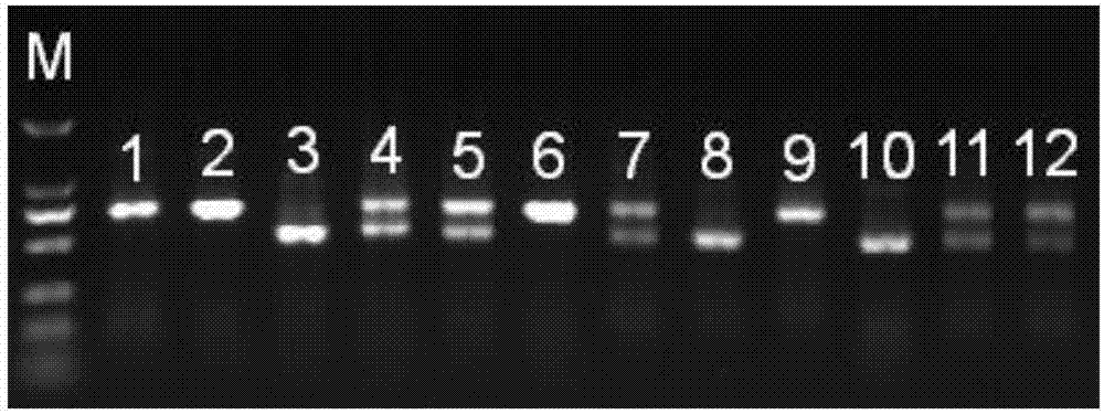 Molecular marker of male nucleus-sterile gene ms39 in maize and application thereof