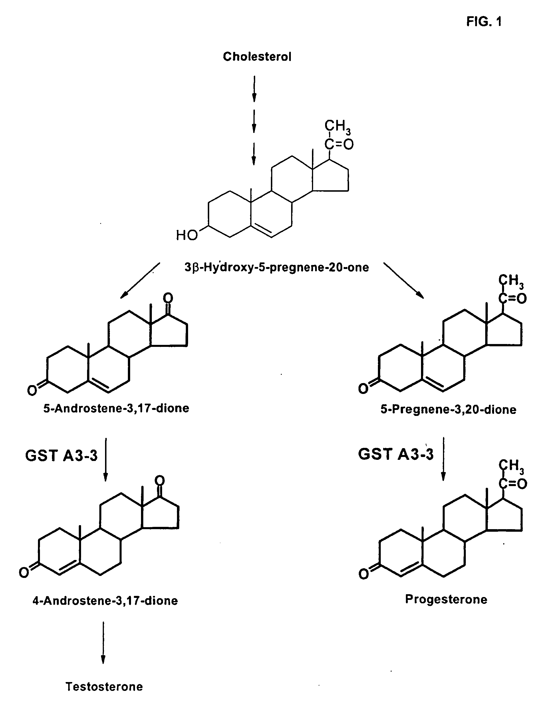 Inhibitors of gst a3-3 and gst a1-1 for the treatment of cancer
