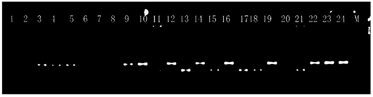 Molecular marker SIsv0163 closely linked to grain imazethapyr-resisting herbicide gene