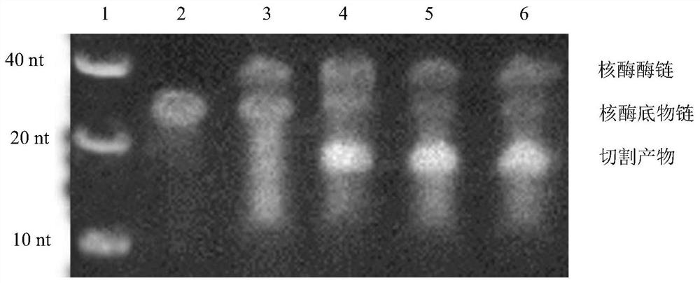 A copper high-salt-resistant nucleic acid sensor and its application