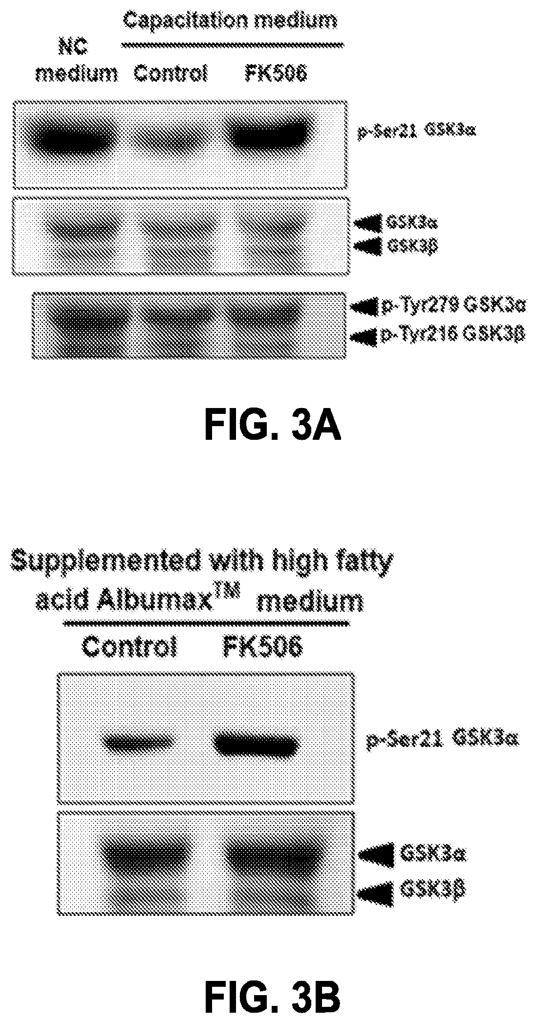 Compositions targeting sperm calcineurin