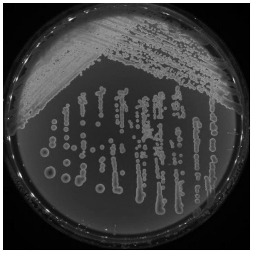 Saccharomyces cerevisiae and leavening agent capable of efficiently utilizing maltotriose and application of saccharomyces cerevisiae and leavening agent to detection of fermented grain beverages and malt PYF factors