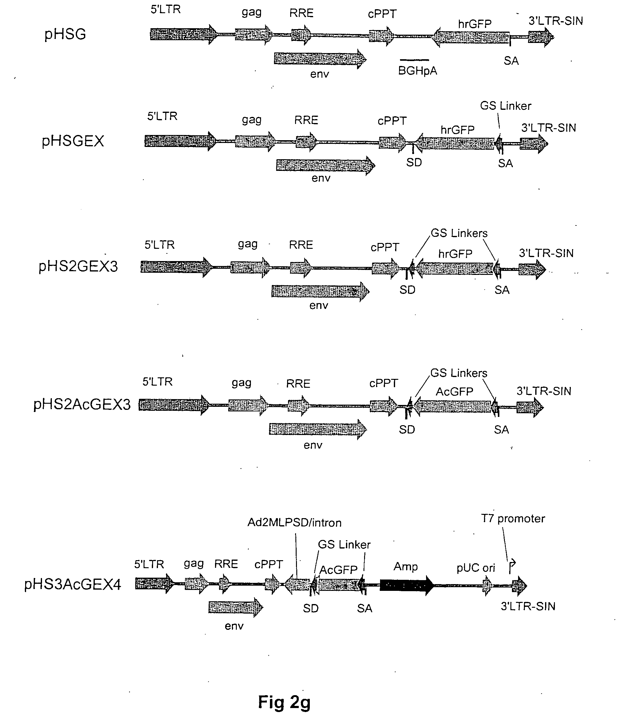 Methods and compositions for elucidating protein expression profiles in cells
