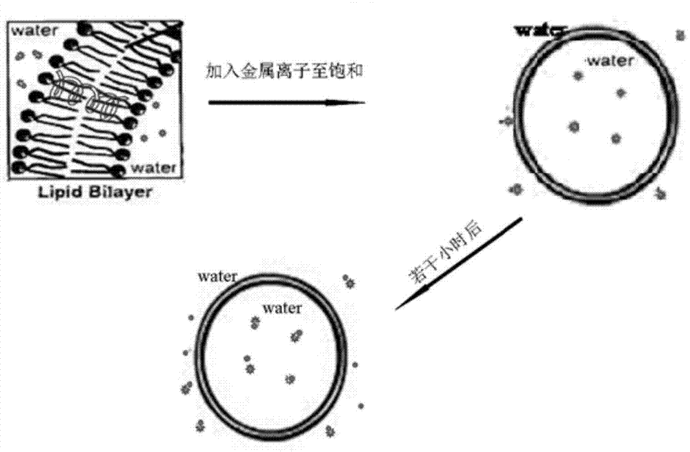 Method for testing ion transmission condition of peptide fragment in simulated environment